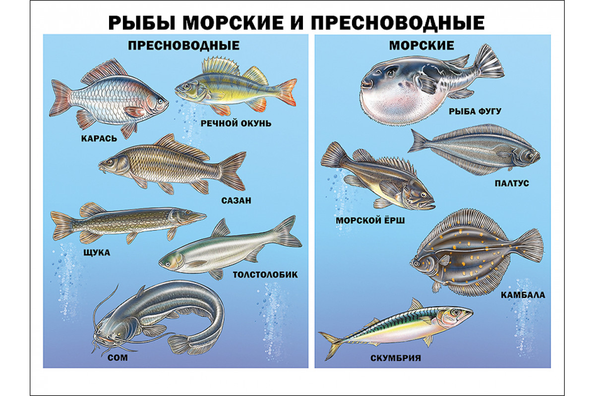 Рыбы 11 класс. Рыбы морские и Пресноводные. Рыбы Пресноводные и морские для детей. Морские и речные рыбы для детей. Морская рыба названия.